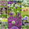 8 pcs allium giganteum zwiebeln, blumenzwiebeln mehrjährig winterhart zierlauch riesenlauch - Hydrokultur Seltene Pflanzenserie - nachhaltigkeit geschenke luftreinigende zimmerpflanzen