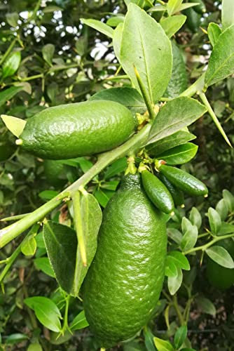 ALBERO DI LIMONE CAVIALE VERDE, FINGER LIME FITOCELLA O VASO 18/20 CM