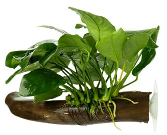 Stoffels Anubias barteri var. nana auf Wurzel mit Saugnapf