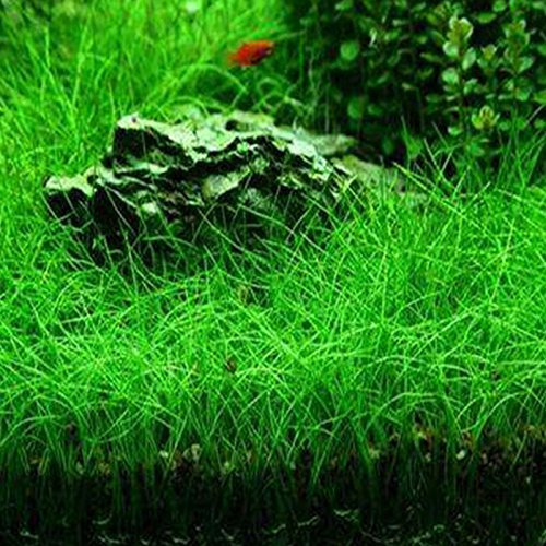 Rosepoem Pianta semi Acqua Glossostigma Hemianthus callitrichoides acquatica Erba dell'acqua Acquario Decor primo piano