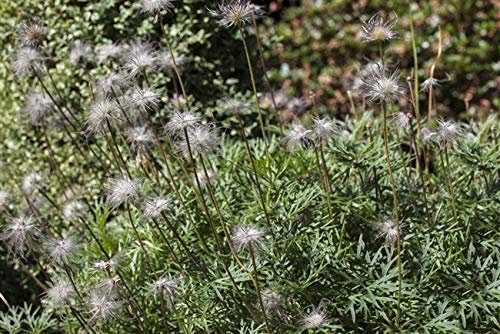Pulsatilla vulgaris Gewöhnliche Kuhschelle Staude im Topf gewachsen