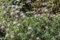 Pulsatilla vulgaris Gewöhnliche Kuhschelle Staude im Topf gewachsen