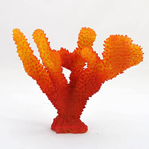 Steinkorallen, 17x9x13cm, Acropora,Geweihkoralle, Salz Aquarium Korallen Meer
