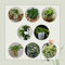 500 Pcs Efeutute Zimmerpflanze Samen - Gartenpflanzen Winterhart, Wohnzimmer Pflanzen, Epipremnum Aureum, Kletterpflanzen Winterhart Schnellwachsend Geschenke Für Gartenfreunde, Zimmerbonsai