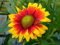 La flor combinadaGaillardia aristata 150 Semillas