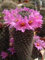 Mammillaria sheldonii Seltene Blumen-Blüte Kakteen globulären Kaktus Samen 100 Samen