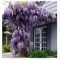 Aachondra Nuovo 100 semi di glicine viola