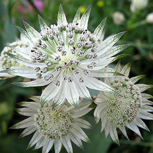 6 x Große Sterndolde - Astrantia Major Topf 9x9cm: Rote Blüten, langlebig, bienenfreundlich.