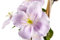 Clematis montana 'Rubens' 100-150 cm - Berg-Waldrebe, rosa Blüten, Blütezeit Mai-Juni, ideal für Rankgerüste, schnellwachsend, winterhart