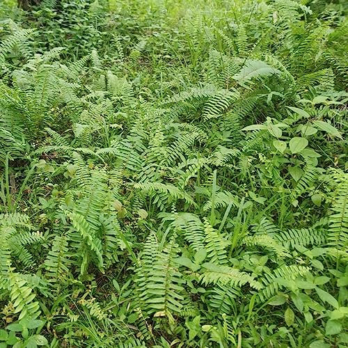 300 Samen Schwertfarn Balkon Pflanze Loxogramme avenia Balkonpflanzen Winterhart Farn, Stauden Hängepflanzen Kübelpflanzen Winterhart Immergrün Garten Wanddeko Outdoor Schattenpflanzen