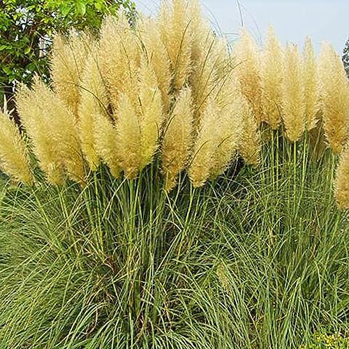 PERZOE 200pcs graines de cortaderia selloana, herbe de pampa jardin plante ornementale décor à la maison Jaune Graines de Cortaderia Selloana