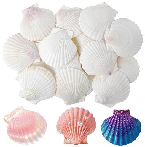 20 Stück Muschel Groß Muschelschalen Fächermuschel Natürliche Muscheln Deko Weiße Jakobsmuscheln Shell Ornaments Für Hochzeitsdekorationen Partydekorationen Am Meer Fischtank Und Vase Füllen (6-7 Cm)