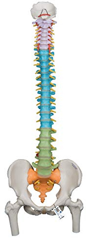 3B Scientific Didactic Flexible Wirbelsäule mit Oberschenkelköpfen + kostenlose Anatomie-Software - 3B Smart Anatomy A58/9 (evtl. nicht in deutscher Sprache)
