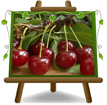 Cerezo ácido cerezo griote en maceta, 20 plantas frutales antiguas, máx. 170 cm – 2 años cultivo Italia