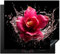 KitchenYeah© Copri Piano Cottura 59x52 cm Coprifornelli Tappetino per Induzione Fornello Tutto per la Cucina Fiori - Rosa - Acqua - Nero - Botanico - Natura