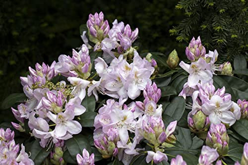 Rhododendron 'Gomer Waterer' 80-90 cm Ballen winterhart immergrün