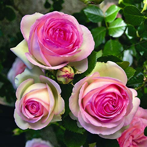 Pierre de Ronsard®,(o Eden Rose®) rosa in vaso di Rose Barni®, pianta rampicante rifiorente a grandi fiori, h.raggiunta 3.5 metri, pianta resistente alle malattie, leggermente profumata, cod.16071