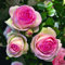 Pierre de Ronsard®,(o Eden Rose®) rosa in vaso di Rose Barni®, pianta rampicante rifiorente a grandi fiori, h.raggiunta 3.5 metri, pianta resistente alle malattie, leggermente profumata, cod.16071