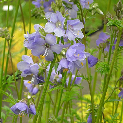 Blumixx Stauden Polemonium caeruleum - Jakobsleiter hellblau