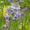 Blumixx Stauden Polemonium caeruleum - Jakobsleiter hellblau