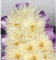 floral supplies 144 Artificial Cream Chrysanthemum Picks Florist Funeral Tribute Flowers