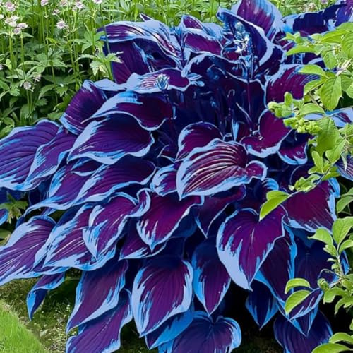 Funkien Rhizoms-Schattentolerante Premium-Stauden Gartenprojekte-Winterhart Geeignet FüR Eingangsbereiche -6 hosta -d