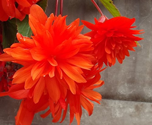 Ausverkauf Begonienzwiebeln : Begonia - Begonie pendula orange basket 1 Blumenzwiebel/Knolle