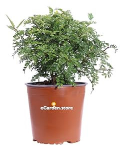 Pianta di Pepe Giapponese pianta di Zanthoxylum Beecheyanum pianta da esterno pianta ornamentale pianta vera venduta da eGarden.store