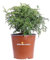 Pianta di Pepe Giapponese pianta di Zanthoxylum Beecheyanum pianta da esterno pianta ornamentale pianta vera venduta da eGarden.store