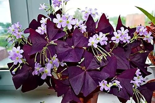 Oxalis Triangularis Pflanze, der einzigartige Stil im Hof gepflanzt sich wohl, exotische Hofwurzel