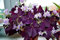 Oxalis Triangularis Pflanze, der einzigartige Stil im Hof gepflanzt sich wohl, exotische Hofwurzel