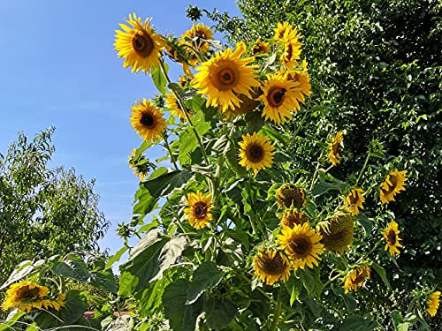 100 Samen große gelbe Sonnenblume Höhe bis 4m, viele Blüten, Helianthus Sonnenblumensamen Saatgut, hohe viele gelbe Blüten, Bienenmagnet Sonnen Blumen, Garten Geschenk