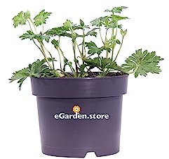 Pianta di Geranium Rozanne Pianta di Geranio Blu pianta da fiore pianta da esterno pianta di Geranio Rozanne ornamentale pianta tappezzante pianta vera venduta da eGarden.store