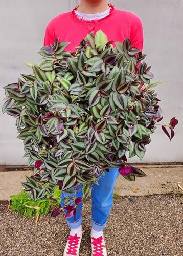 POWERS TO FLOWERS - TRADESCANTIA ZEBRINA XXL ESEMPLARE VASO 27CM DIAMETRO pianta vera