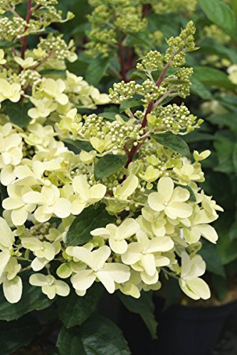 Hortensie Rispenhortensie Pinky Winky Hydrangea paniculata Pinky Winky Containerware 40-60 cm hoch