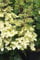 Hortensie Rispenhortensie Pinky Winky Hydrangea paniculata Pinky Winky Containerware 40-60 cm hoch
