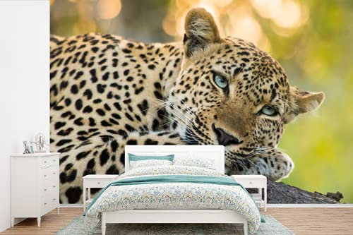 Selbstklebend Tapete Wandpapier Wandaufkleber Fototapete Tapeten Wanddeko 600x400 cm Leopard - Natur - Sonnenuntergang