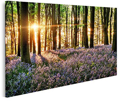 islandburner Bild auf Leinwand Glockenblume im Wald mit Morgenlicht Bilder Drucke für Wohnzimmer Büro