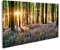 islandburner Bild auf Leinwand Glockenblume im Wald mit Morgenlicht Bilder Drucke für Wohnzimmer Büro