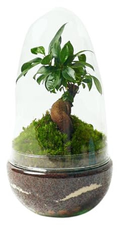 Terrario Plantas Cristal - Cúpula con Ficus Ginseng | Jardin Eterno en Cristal o Ecosistema Cerrado | Ideal para Decoración Hogar | Terrarios Autónomos | Pequeño, 26cm x 12cm