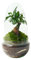 Terrario Plantas Cristal - Cúpula con Ficus Ginseng | Jardin Eterno en Cristal o Ecosistema Cerrado | Ideal para Decoración Hogar | Terrarios Autónomos | Pequeño, 26cm x 12cm
