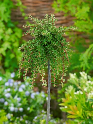 Cotoneaster congestus 'Mirelle' 50 cm Stammhöhe - Zwergmispel, rote Beeren, immergrün, ideal für Kübel und Rabatten, pflegeleicht und winterhart