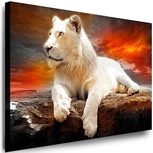 Julia-Art - Leinwandbilder - XXL Leinwand Bild (120 x 80 cm 1 teilig) Wandbilder mit Keilrahmen - Kunstdrucke Weisse Löwen Albino Tiere Raubtiere Afrika Tierwelt N-c-8-a-6