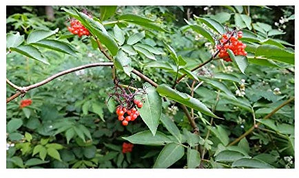 Stk - 30x Sambucus racemosa Roter Holunder Strauch Pflanzen - Samen B180 - Seeds & Plants Shop by Ipsa