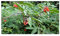 Stk - 30x Sambucus racemosa Roter Holunder Strauch Pflanzen - Samen B180 - Seeds & Plants Shop by Ipsa