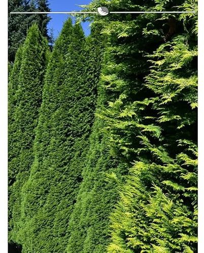 Lebensbaum Thuja Smaragd 120-140 cm. Angebot: 7 Heckenpflanzen. Thujahecke