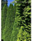 Lebensbaum Thuja Smaragd 120-140 cm. Angebot: 7 Heckenpflanzen. Thujahecke