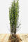Ligustrum vulgare 'Atrovirens' 80-120 cm - Gewöhnlicher Liguster, immergrün, ideal für Hecken, schnittverträglich, winterhart und pflegeleicht
