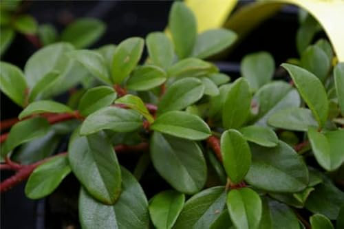 Cotoneaster dammeri var. radicans -Teppichmispel - immergrün - Verpackungseinheit 20