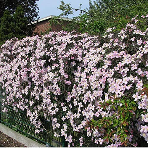 3 x Clematis Montana Rubens (Waldreben) - 3 x Kletterpflanzen: 3 kaufen/2 bezahlen | Rosa, Mehrjährig und Winterhart | 3 x 1,5 Liter Töpfe